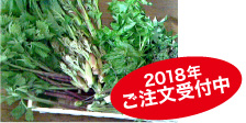 春盛り天然山菜セット